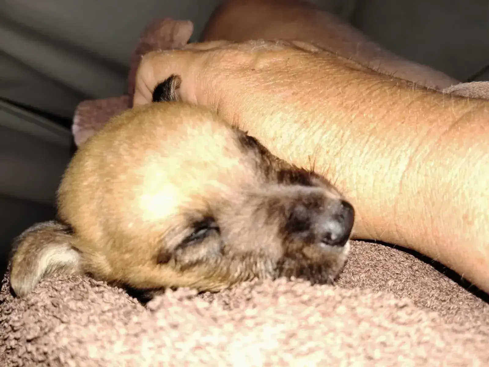 A Bittersweet Update on Our Foster Puppies