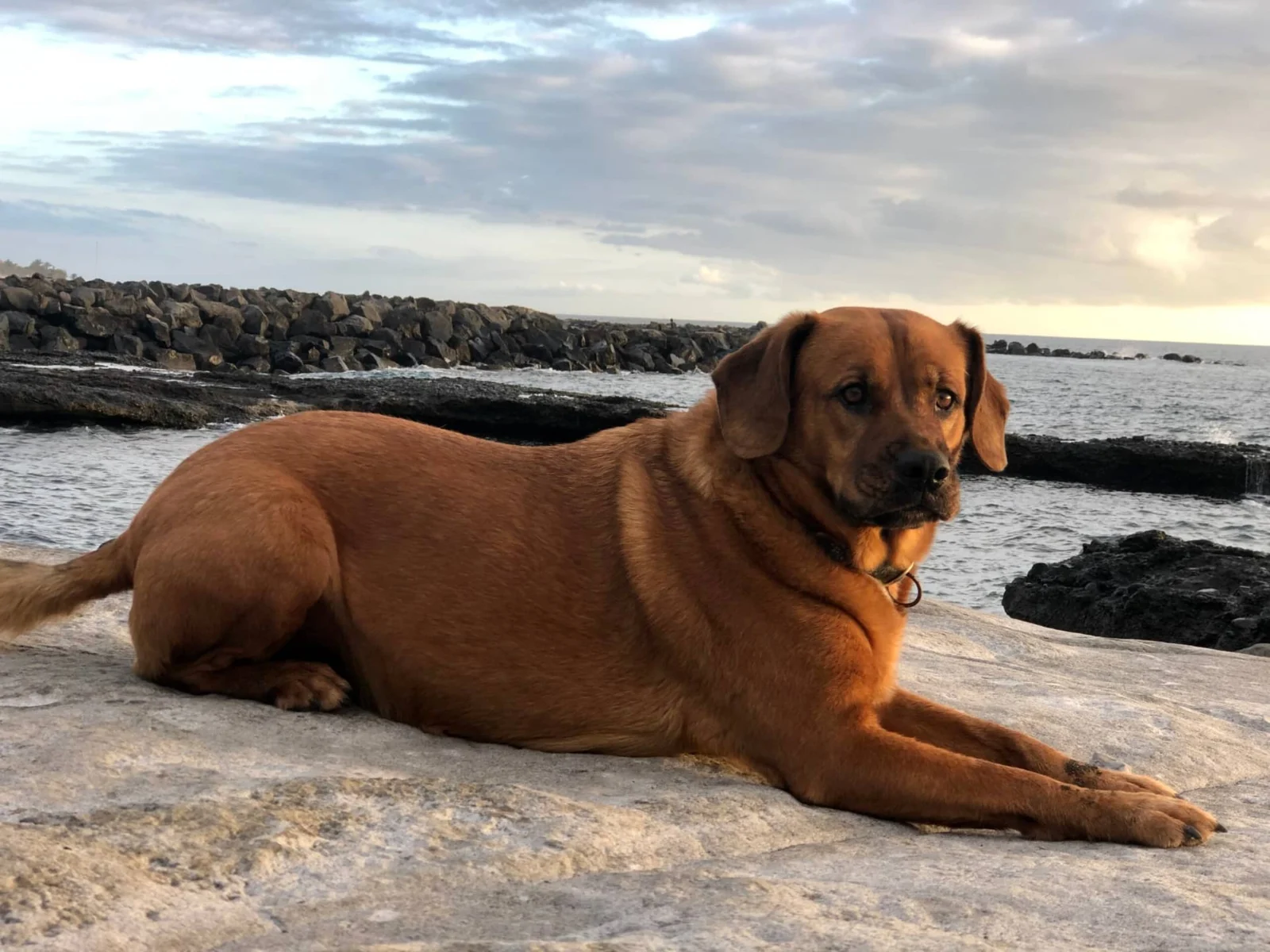 Live Paws volunteer with a rescue dog