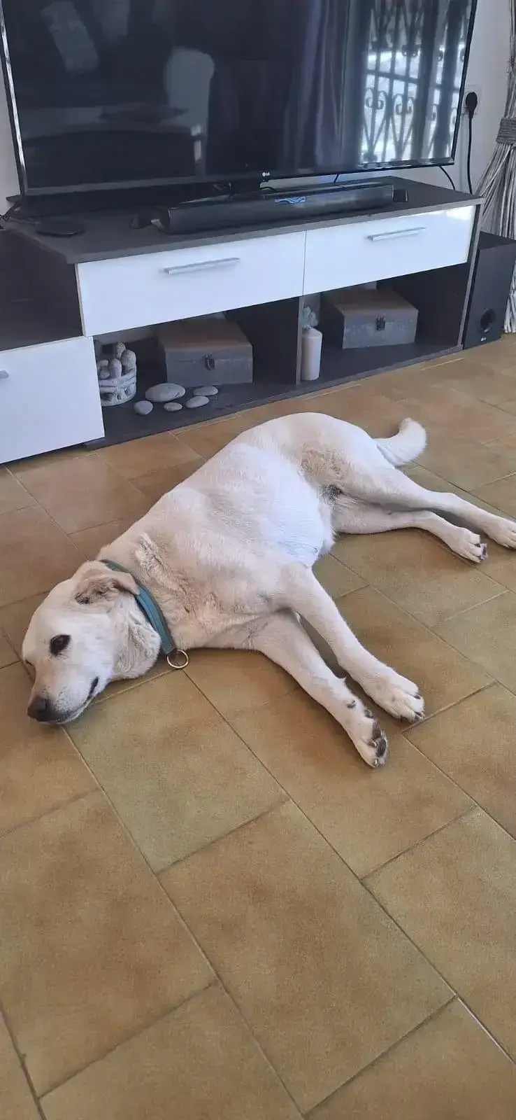 Deborah in her Forever Home