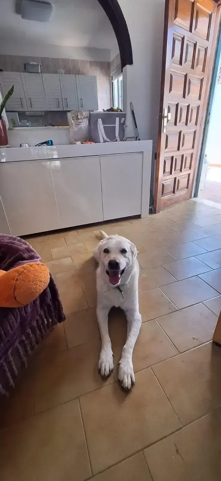 Deborah in her Forever Home