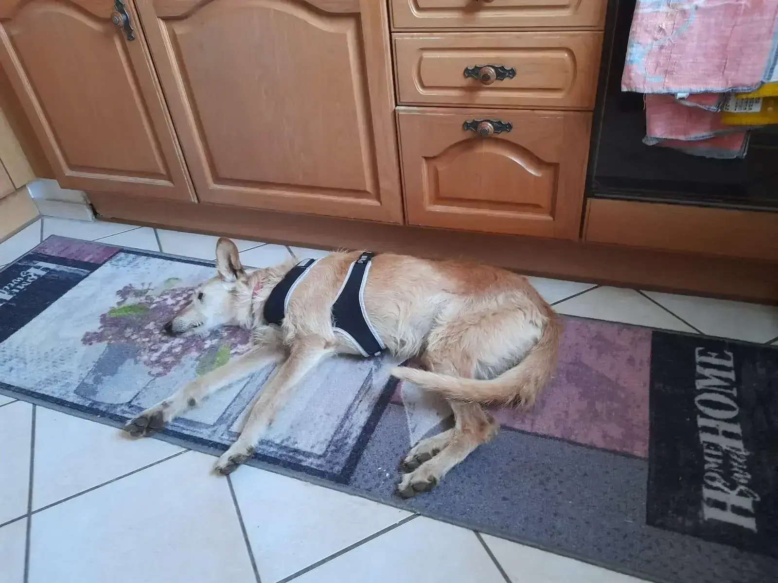 After 7 long years… Lizzie has her happy ending!