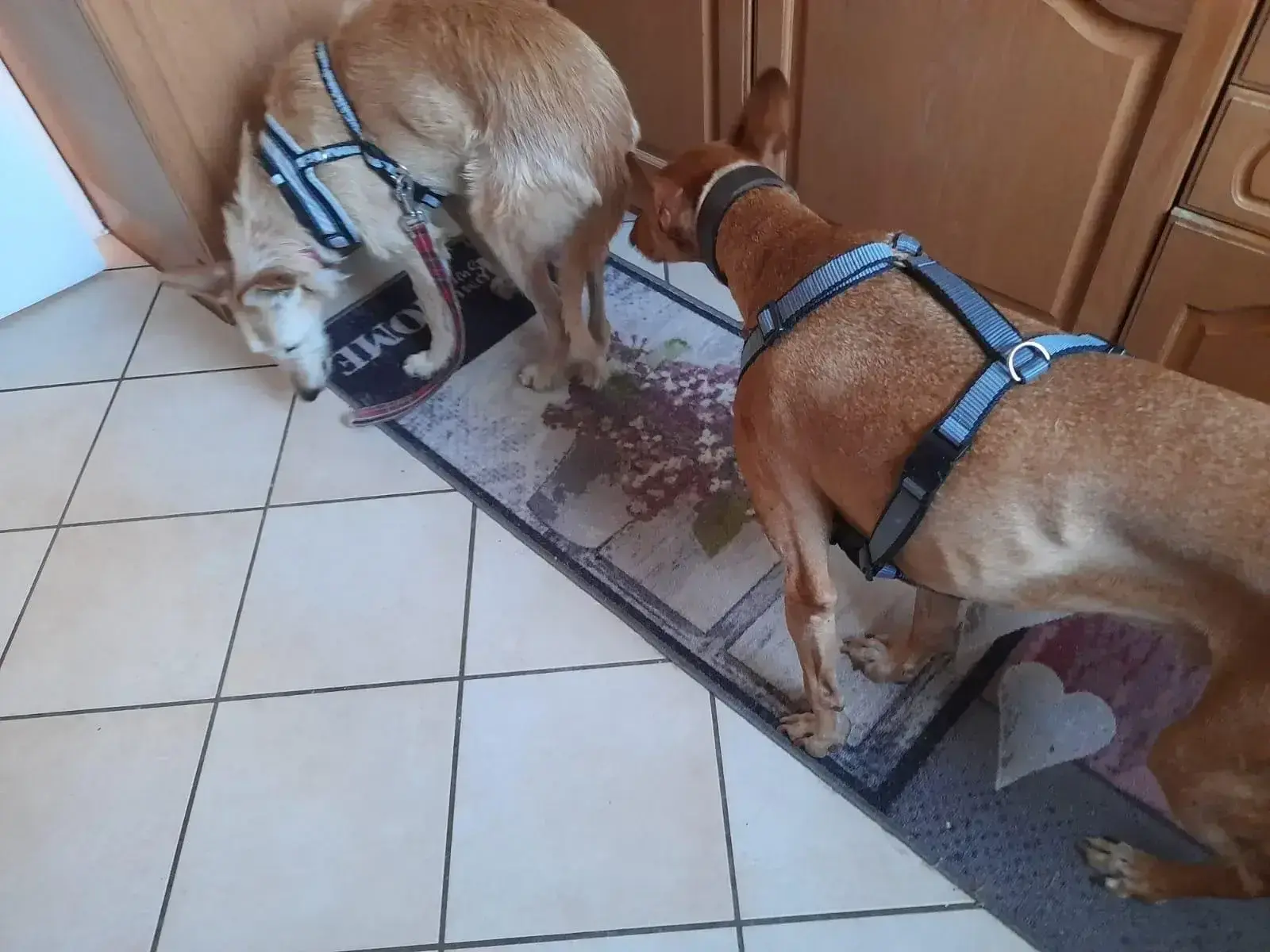 After 7 long years… Lizzie has her happy ending!