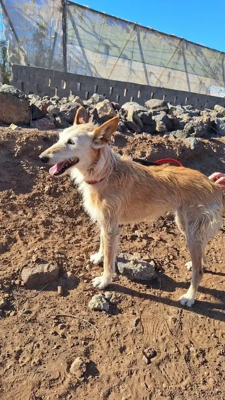 After 7 long years… Lizzie has her happy ending! - Live Paws news, Tenerife dog rescue