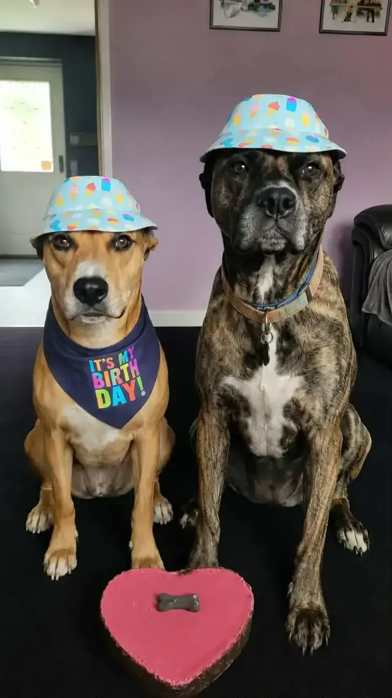 Happy 5th Birthday to our wonderful Odin! - Live Paws news, Tenerife dog rescue