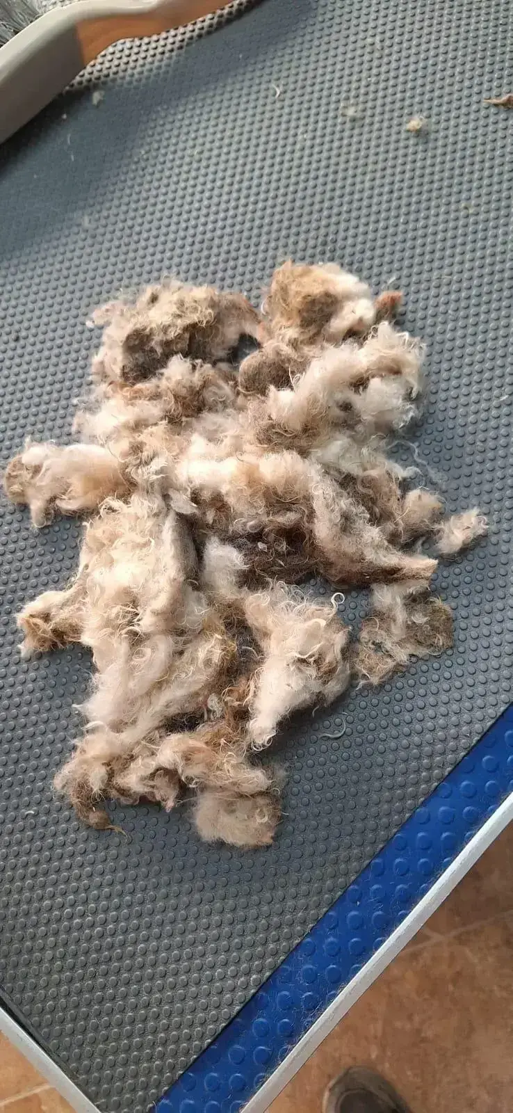 Dakota at the groomers