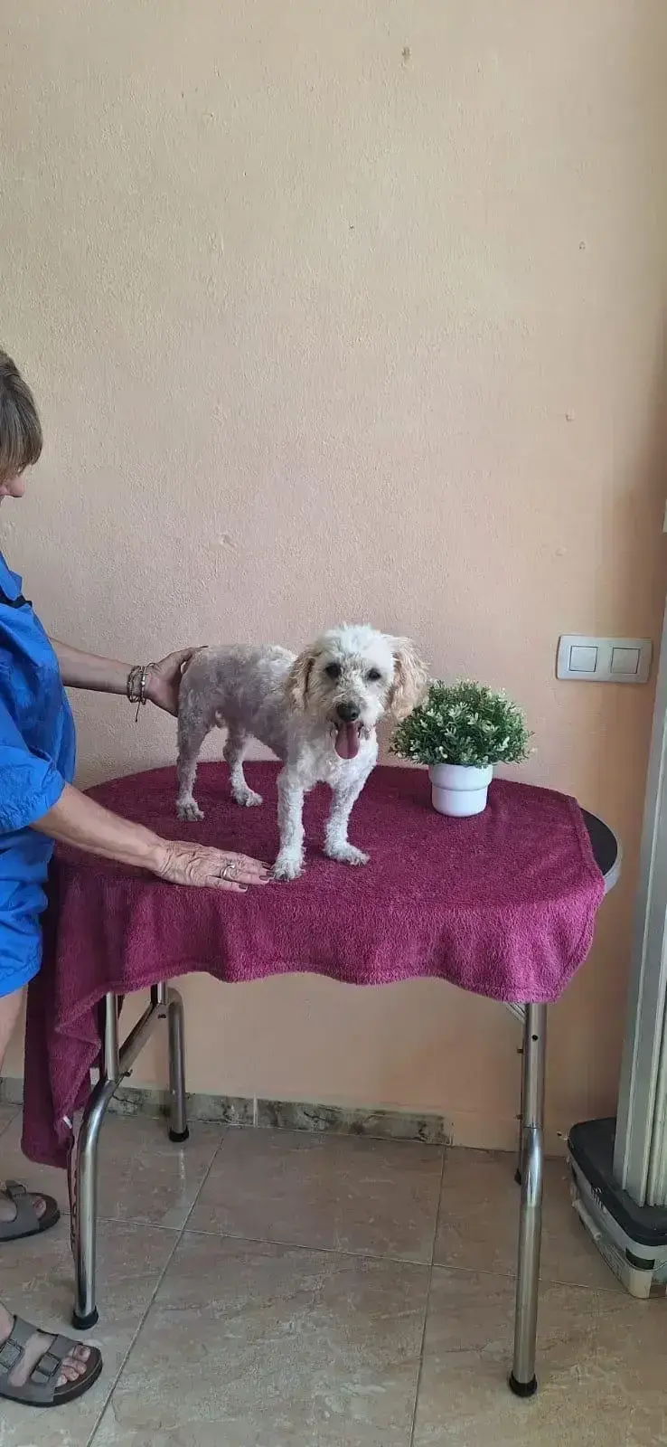Dakota at the groomers