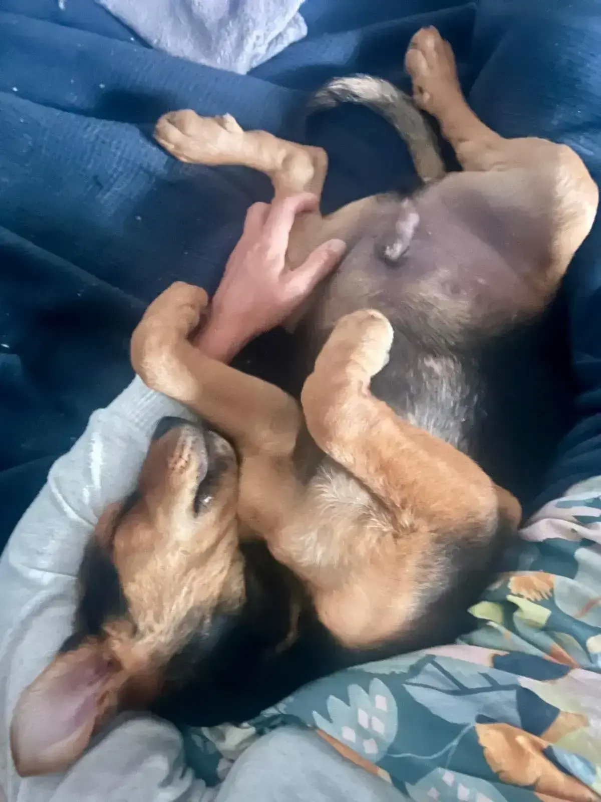 Happy Adopted