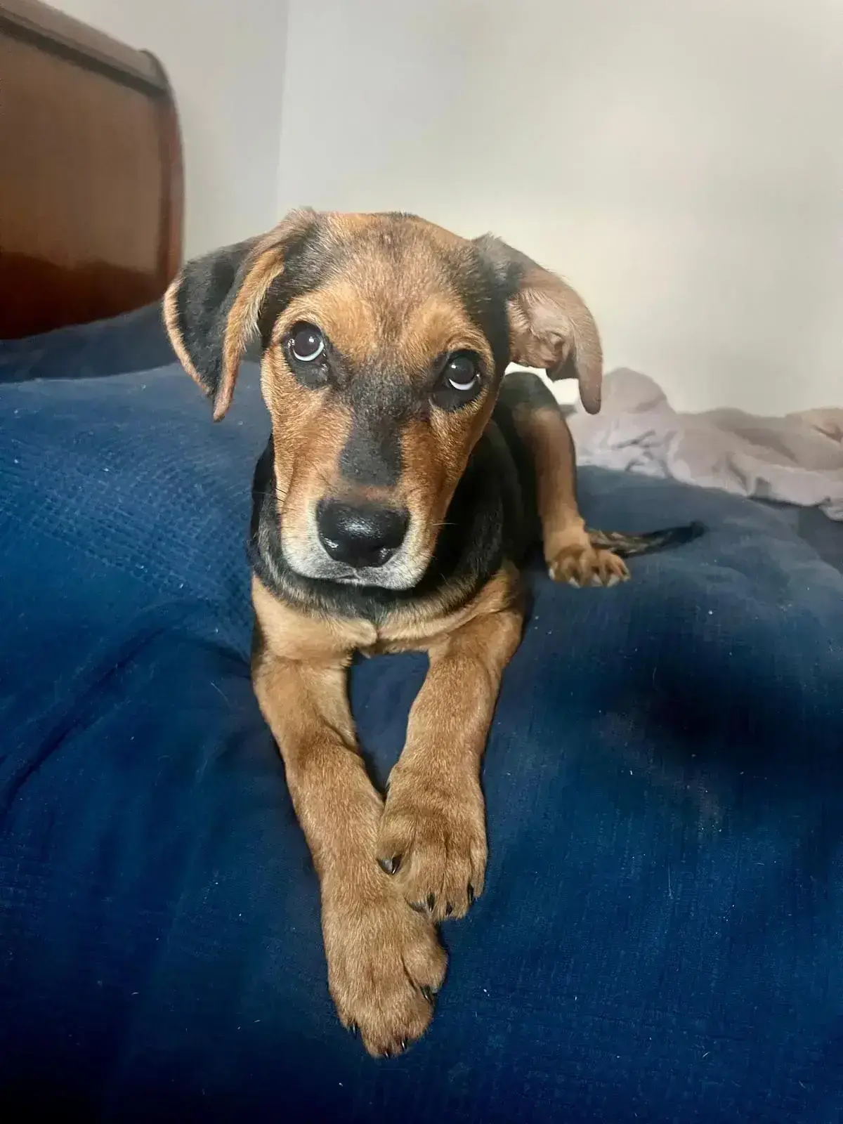 Happy Adopted
