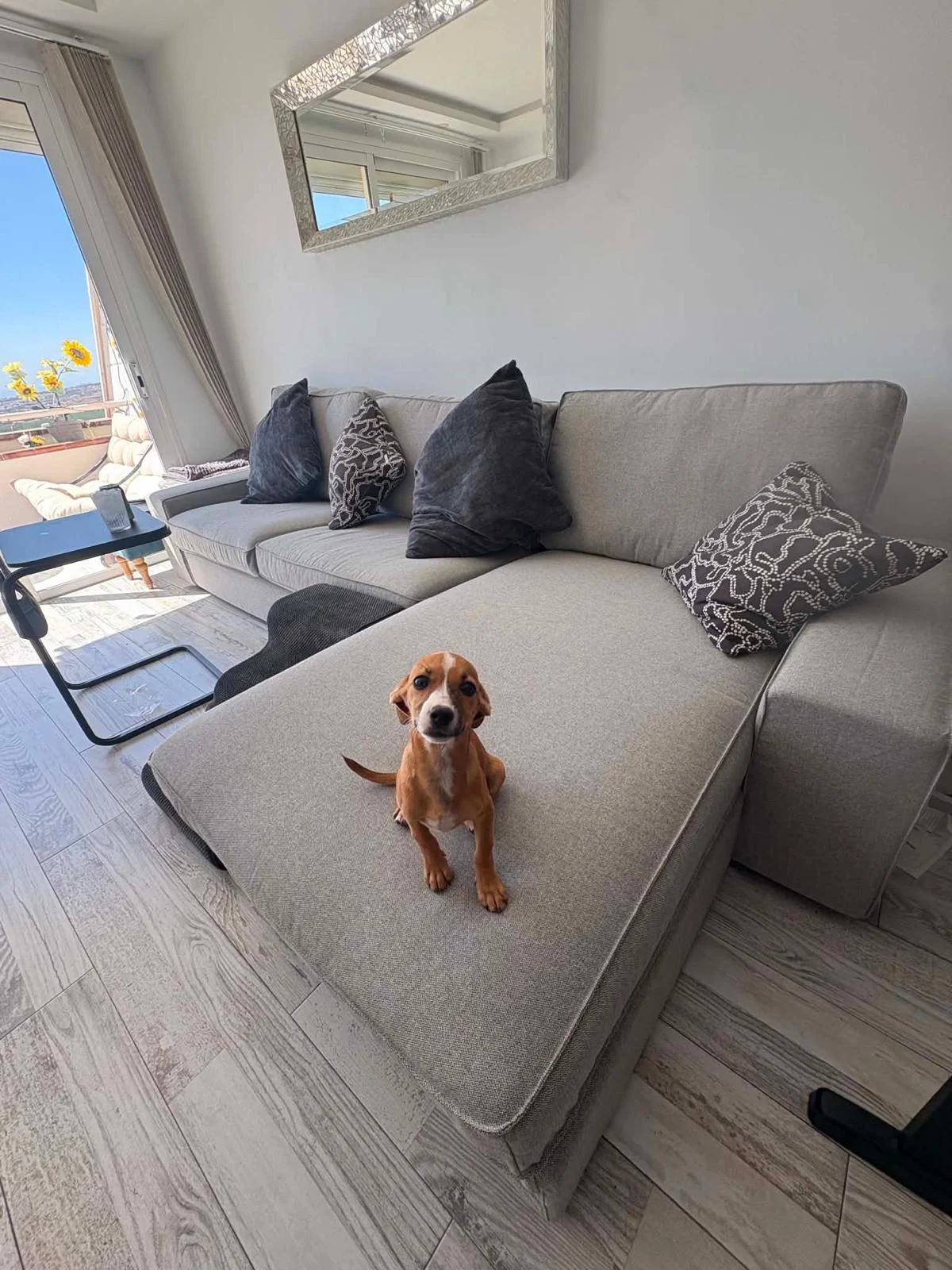 Rosie now Luna at home with her two Mummie - Live Paws news, Tenerife dog rescue