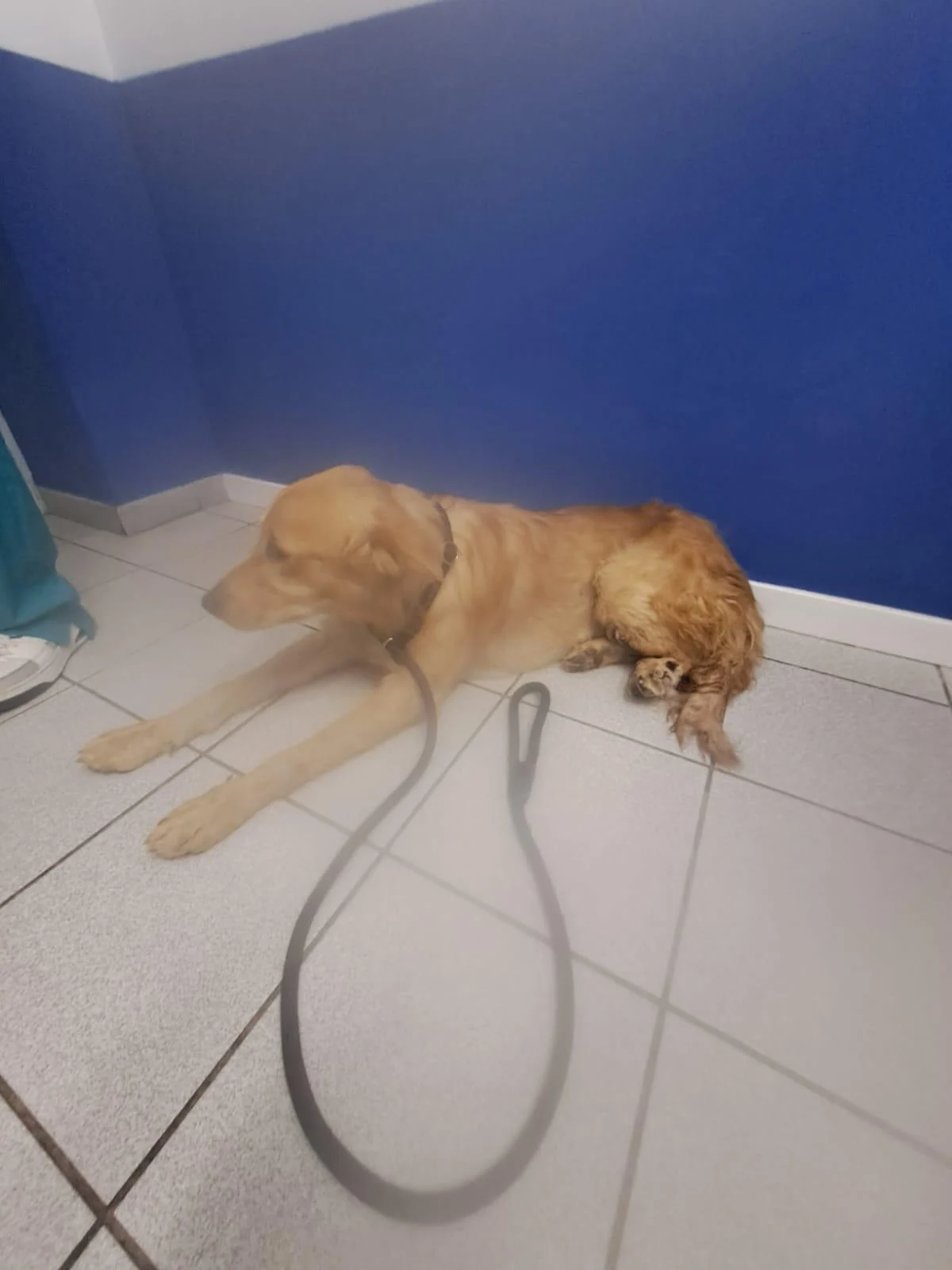 FOUND DOG – ALCALÁ
