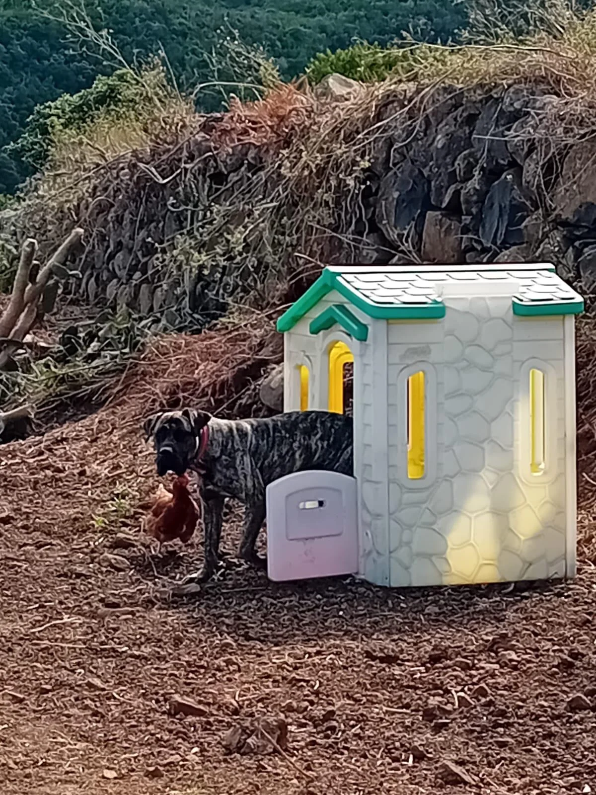 Diego liking the sheep house