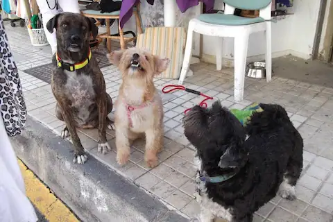 Live Paws Charity Shop, San Eugenio