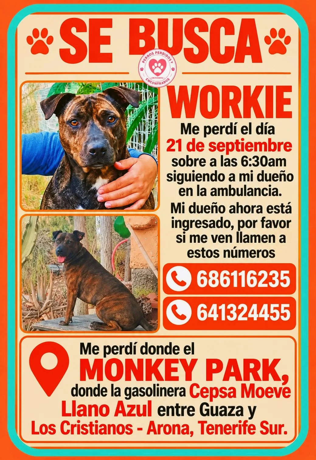 Missing Dog