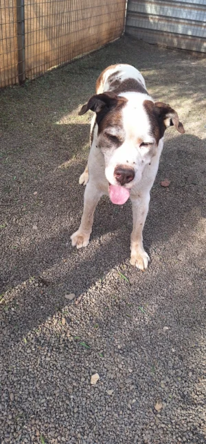 Maxi