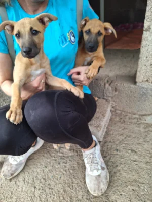 Isora Puppies