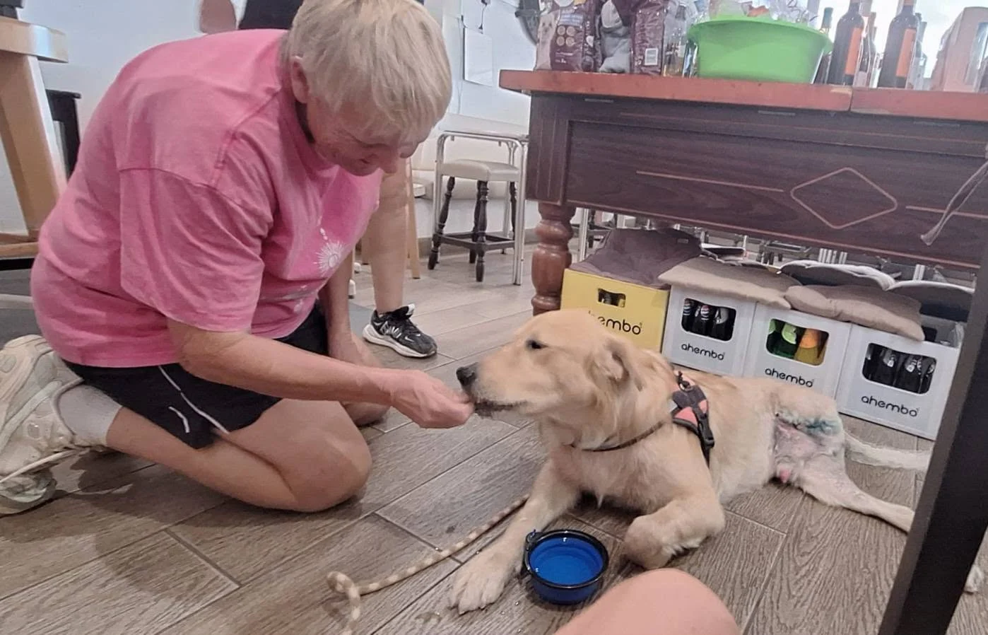 Rubio lost his leg, but never his wag – will you help dogs like him?
