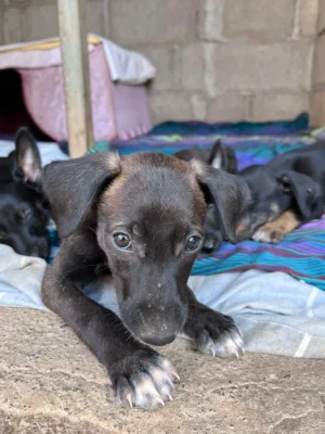 Uma’s Puppies
