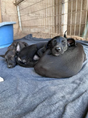 Uma’s Puppies