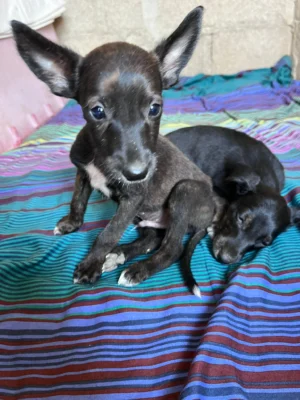 Uma’s Puppies