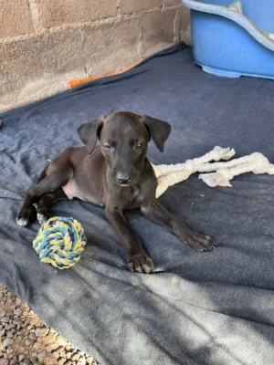 Uma’s Puppies