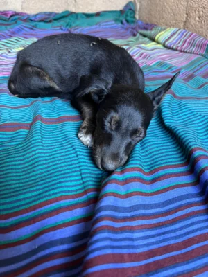 Uma’s Puppies