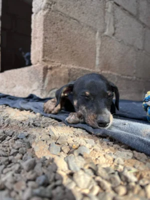 Uma’s Puppies