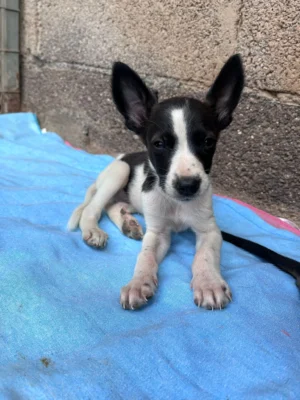 Uma’s Puppies