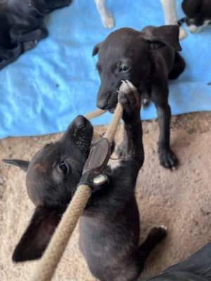 Uma’s Puppies