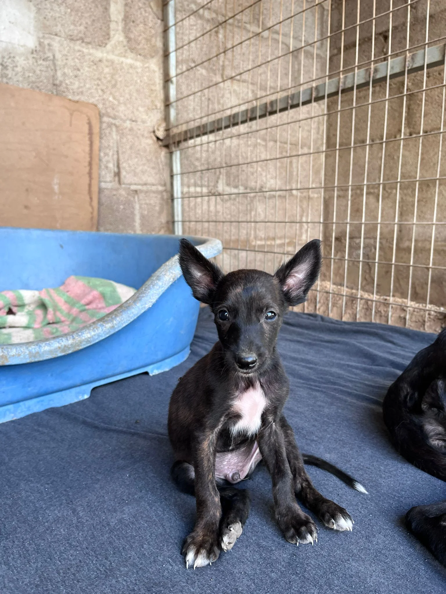 Uma’s Puppies