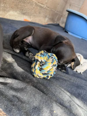Uma’s Puppies