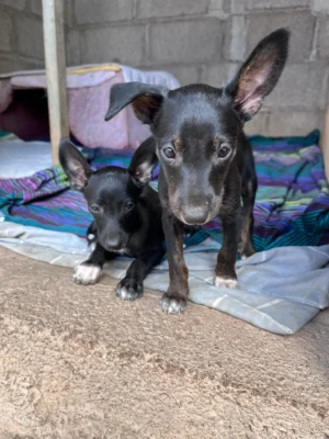Uma’s Puppies