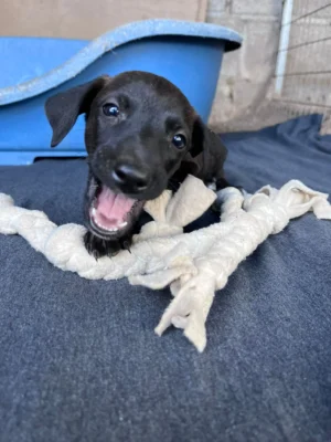 Uma’s Puppies