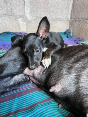Uma’s Puppies