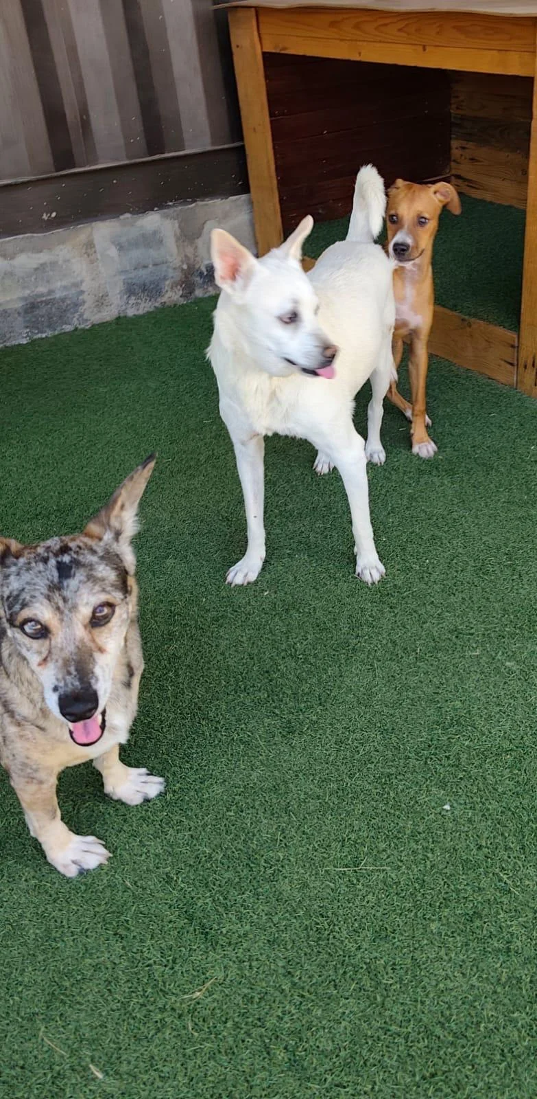 Dennis has been adopted