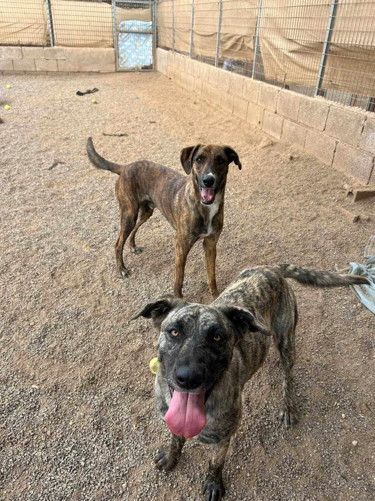 Leroy and Tigre’s New Beginnings