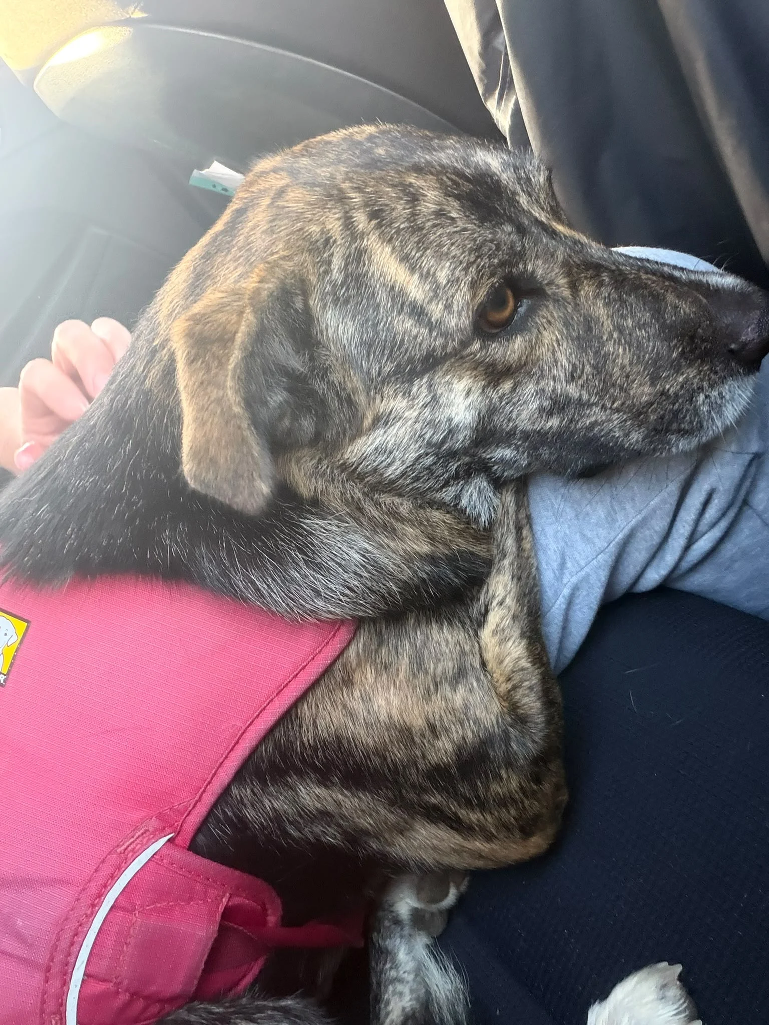 Nivaria Begins Her New Life in the UK