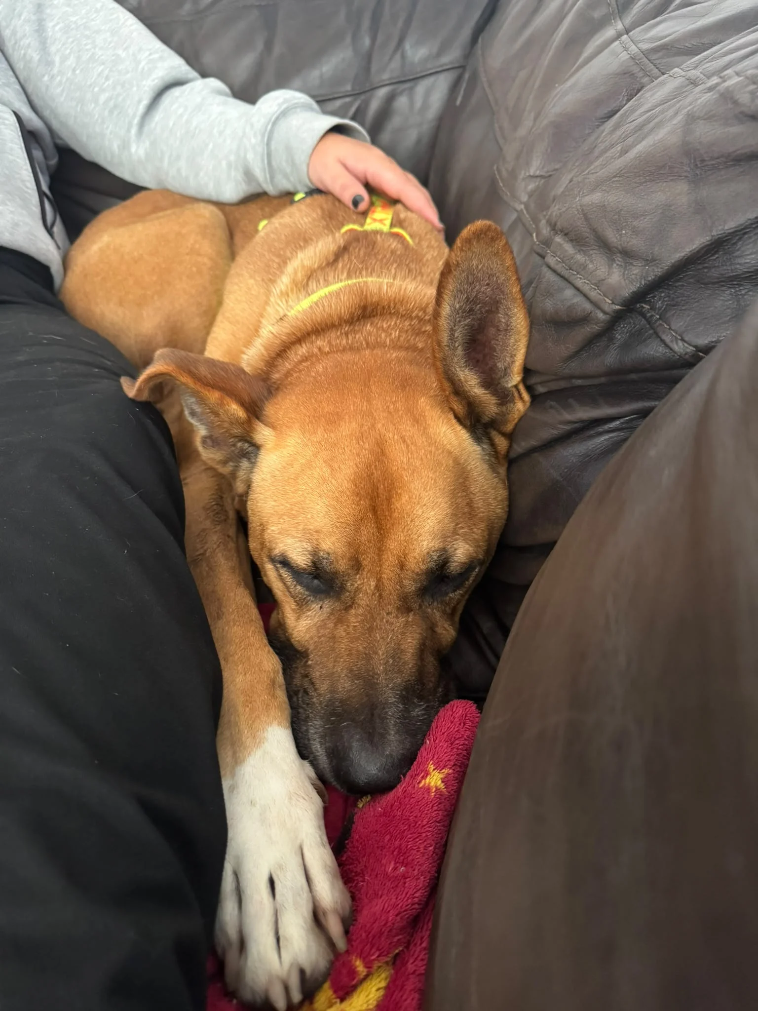 Whisky’s Journey to His Forever Home
