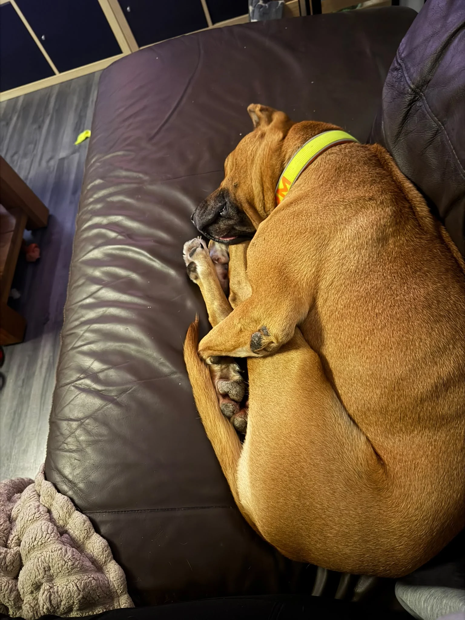 Whisky’s Journey to His Forever Home