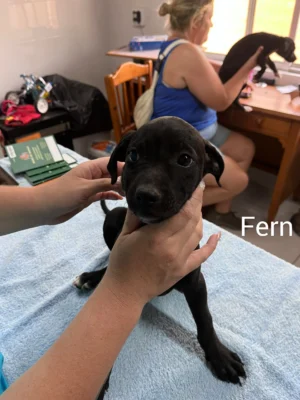 Güimar Puppies