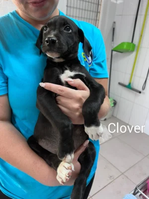 Güimar Puppies
