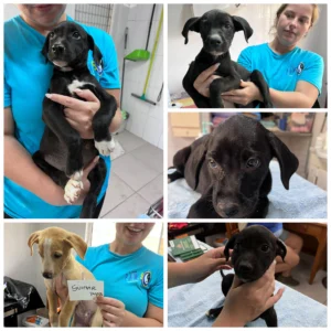 Güimar Puppies
