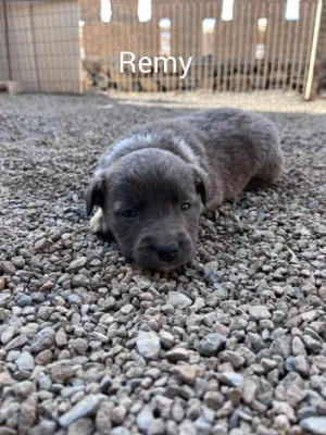 Cruz Puppies