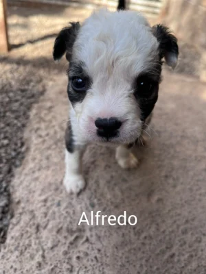 Cruz Puppies