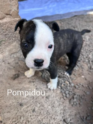 Cruz Puppies