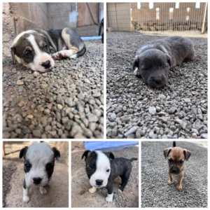 Cruz Puppies