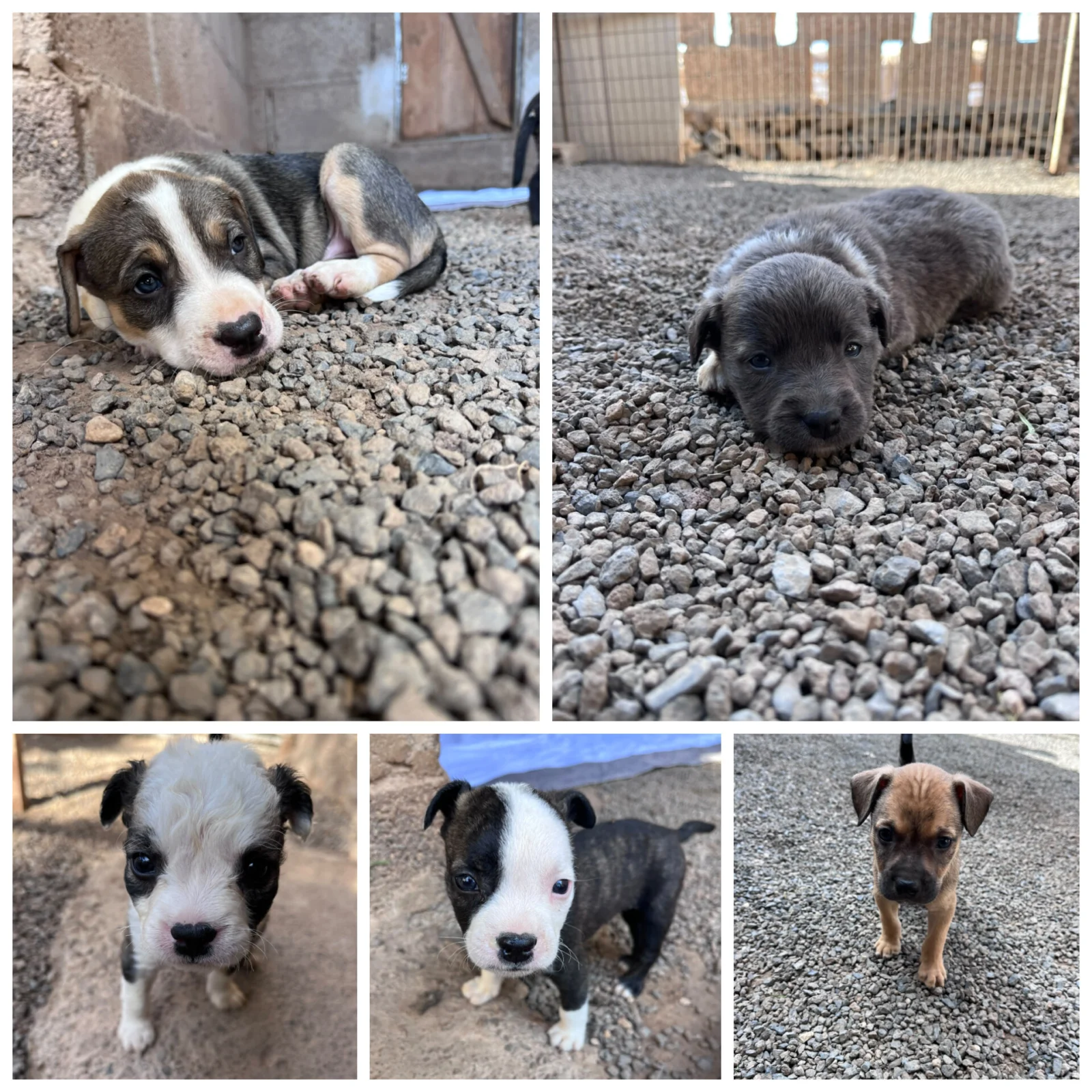 Cruz Puppies