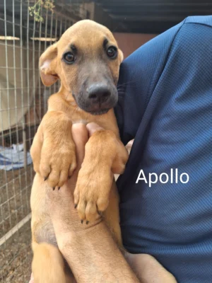 Isora Puppies