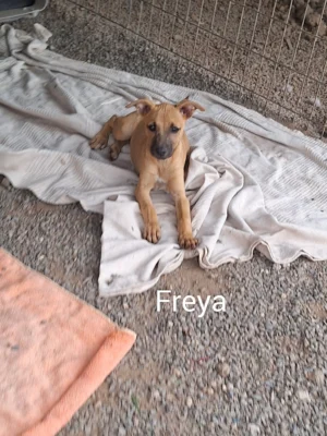 Isora Puppies
