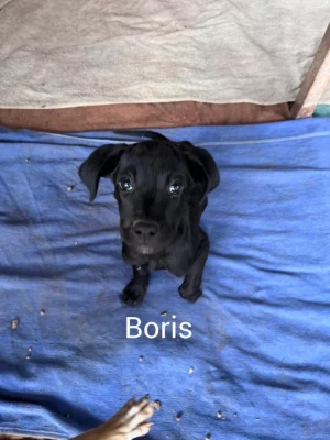 Güimar Puppies