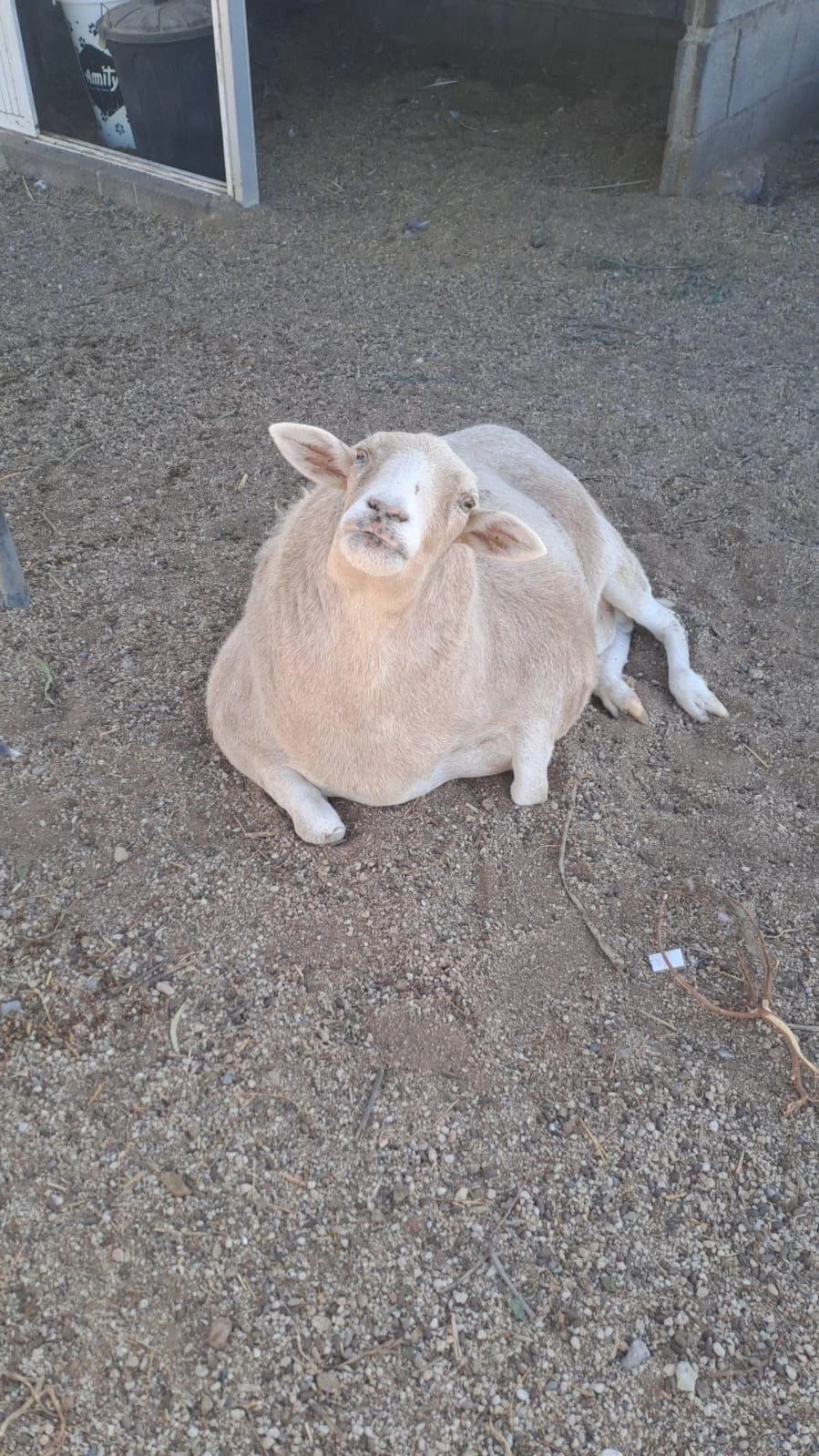 Zatu, The Sheep Who Thought He Was a Dog